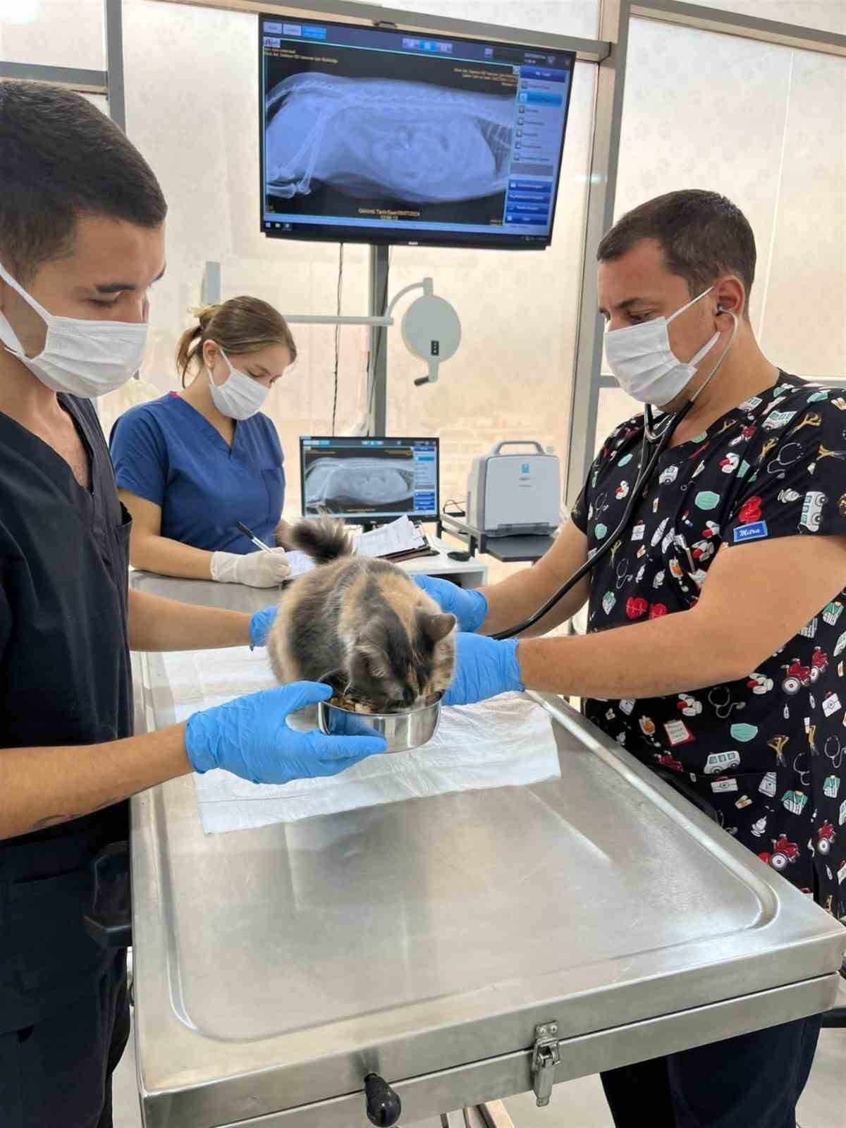 Balıkesir sokaktaki canlara sahip çıkıyor, sahipsiz bırakmıyor
