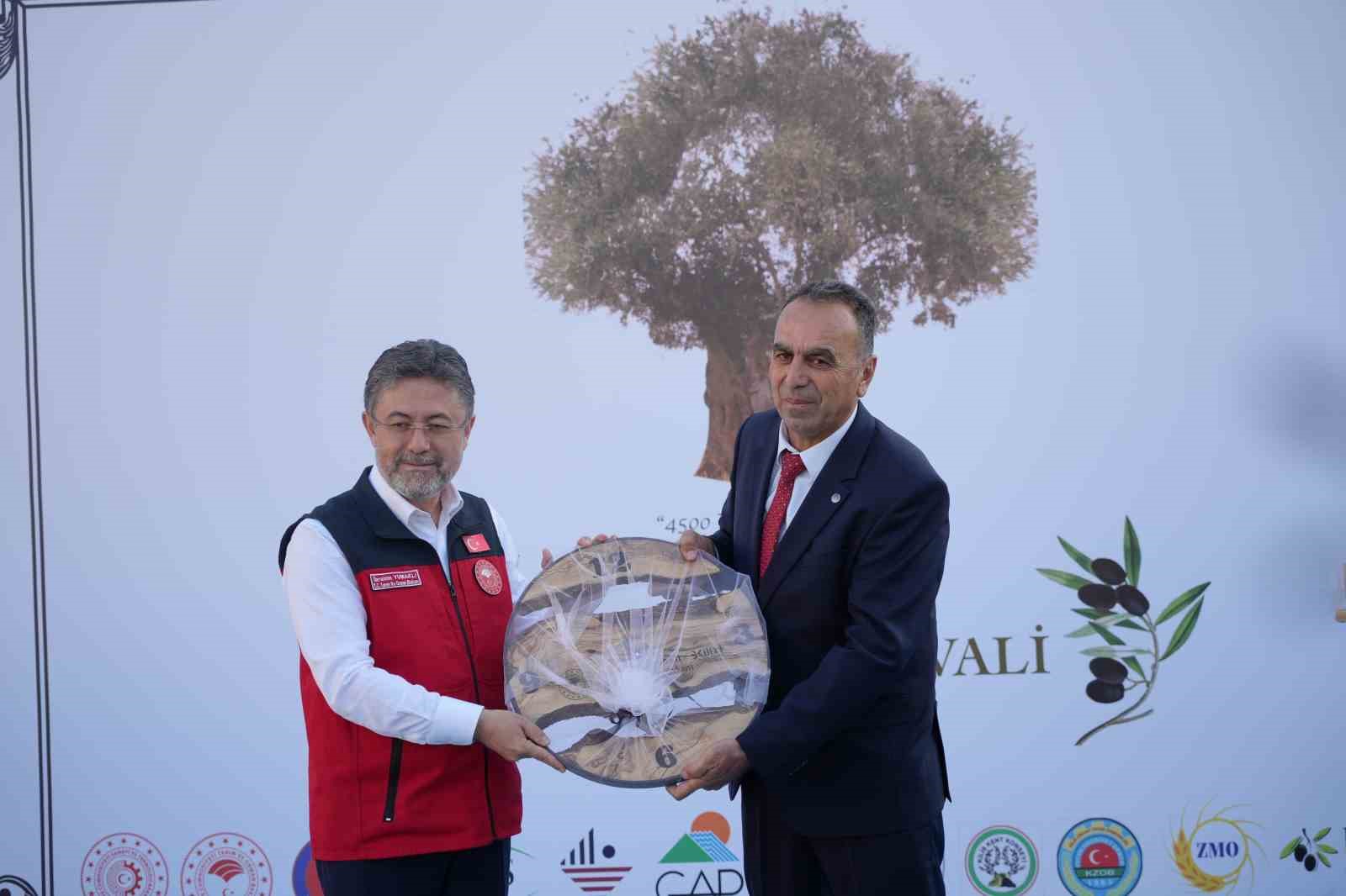 Tarım ve Orman Bakanı Yumaklı Kilis’te zeytin hasadına katıldı
