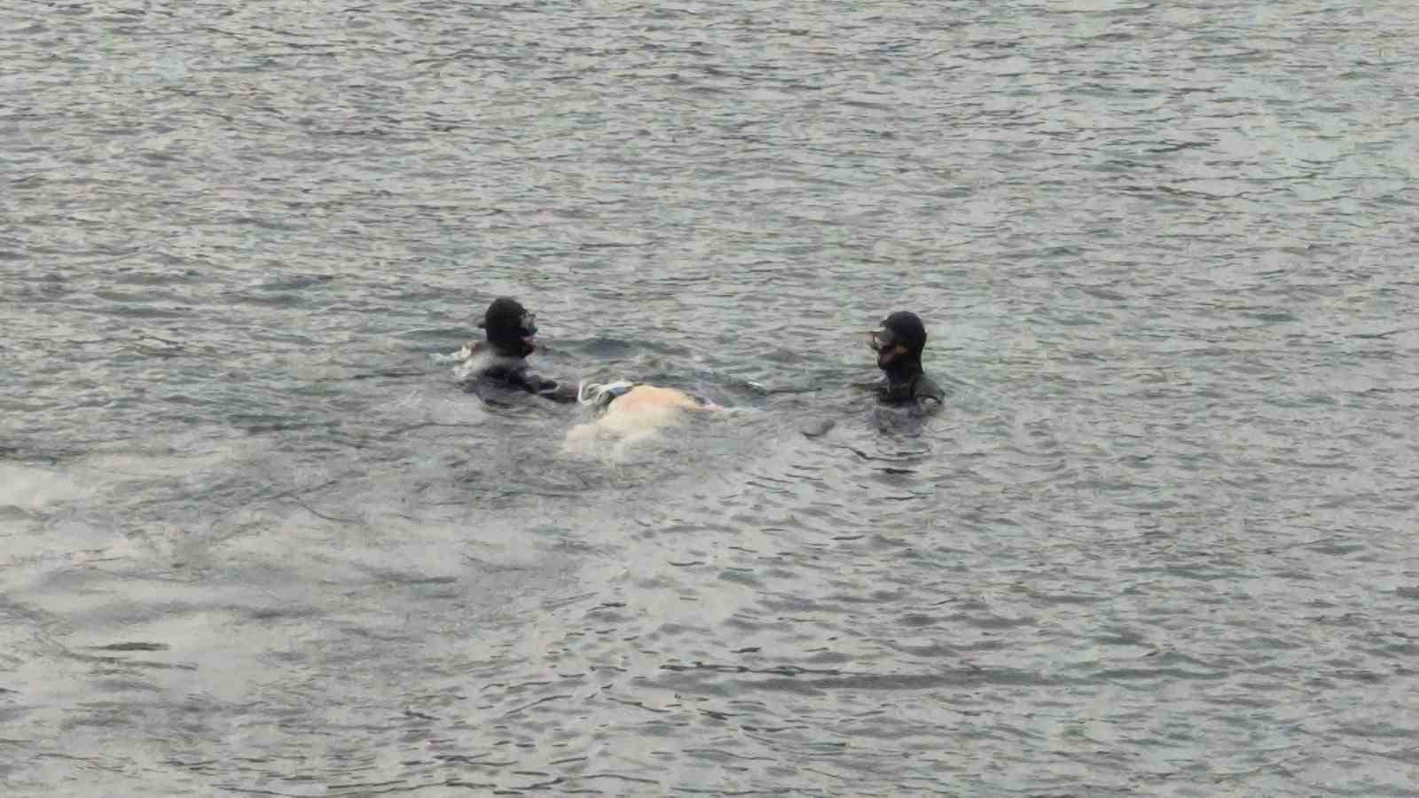Denizdeki hayvan leşi Sahil G&uuml;venliği alarma ge&ccedil;irdi
