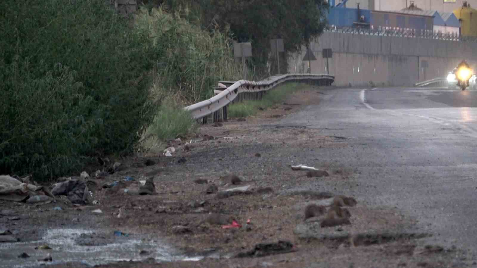 İstilacı farelerle mücadele için çalışma başlatıldı