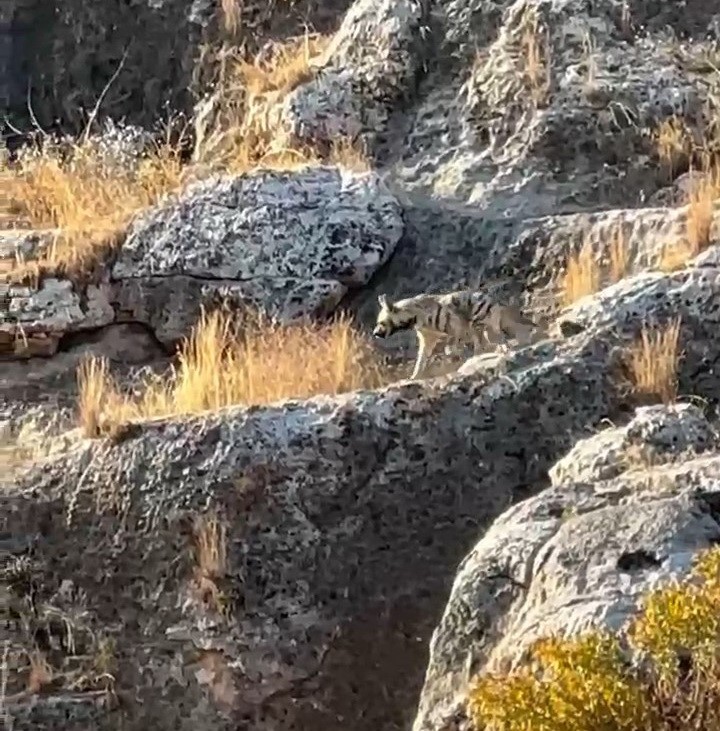 Adıyaman’da çizgili sırtlan görüldü