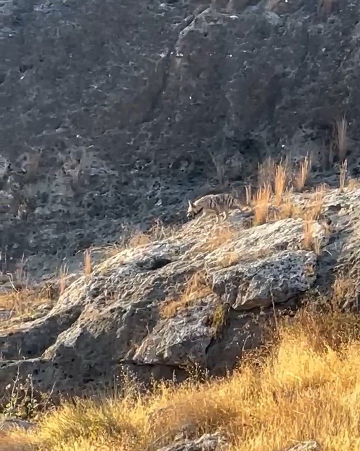 Adıyaman’da çizgili sırtlan görüldü
