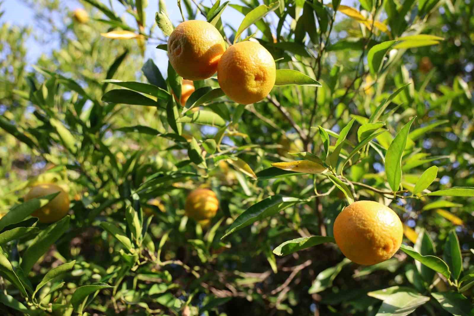 Kozan’da yetişen şeker mandalinada hasat başladı
