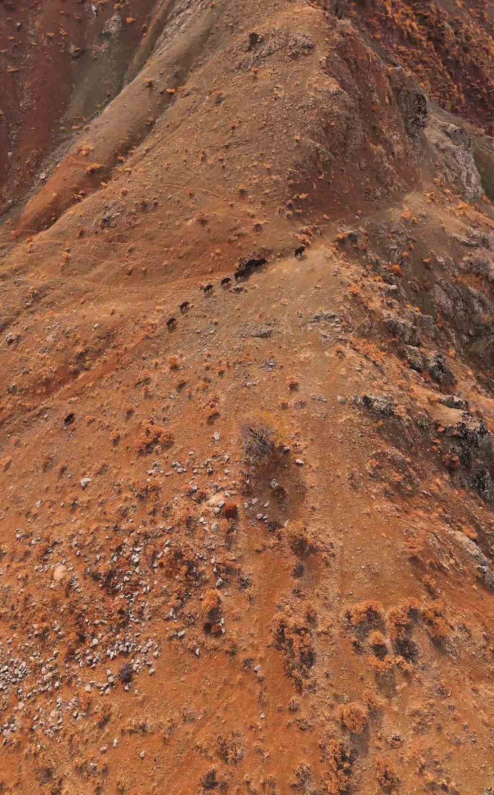 Elazığ’da domuz sürüsü havadan görüntülendi
