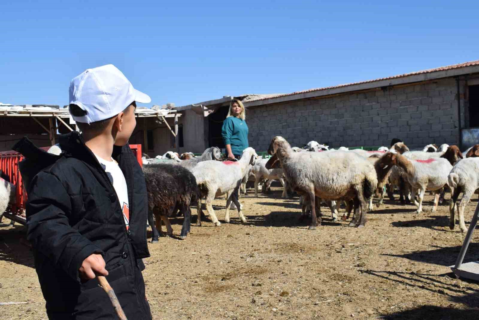 Üniversiteli anne hem koyunlarına hem de kendi kuzusuna bakıyor
