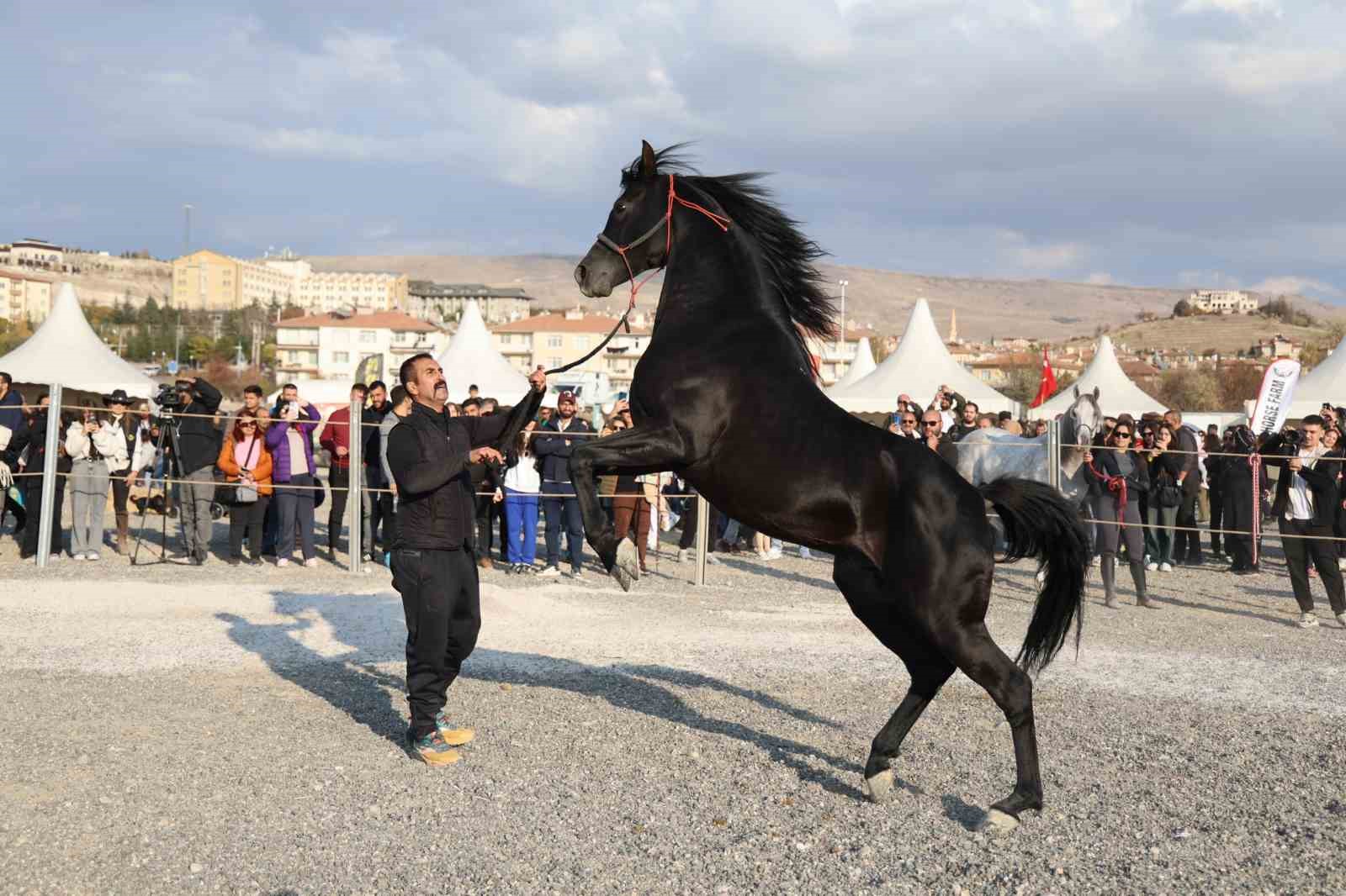 Kapadokya’da atlar podyuma çıktı
