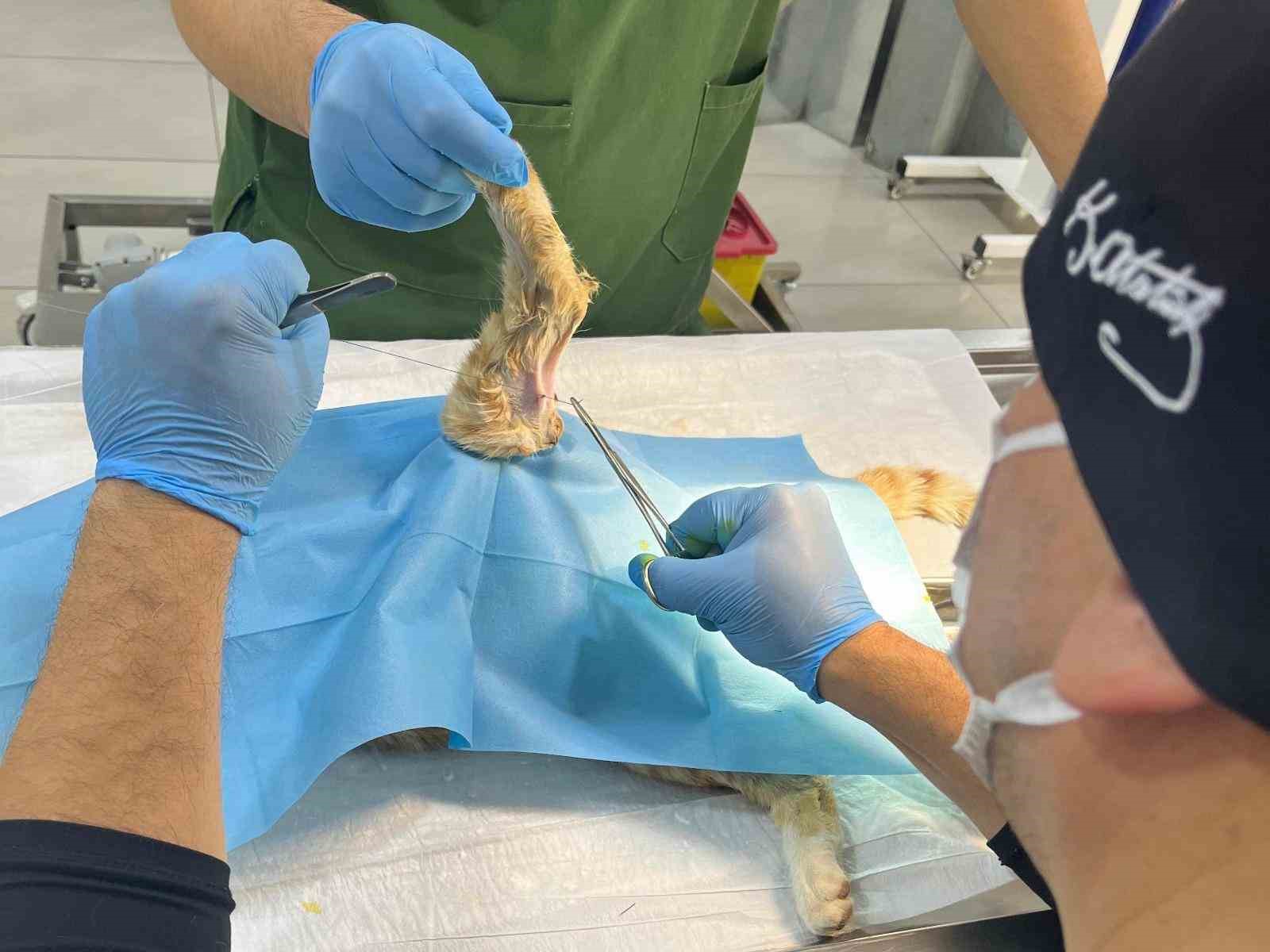 Erdek&rsquo;te sokak kedisine hayat kurtaran m&uuml;dahale
