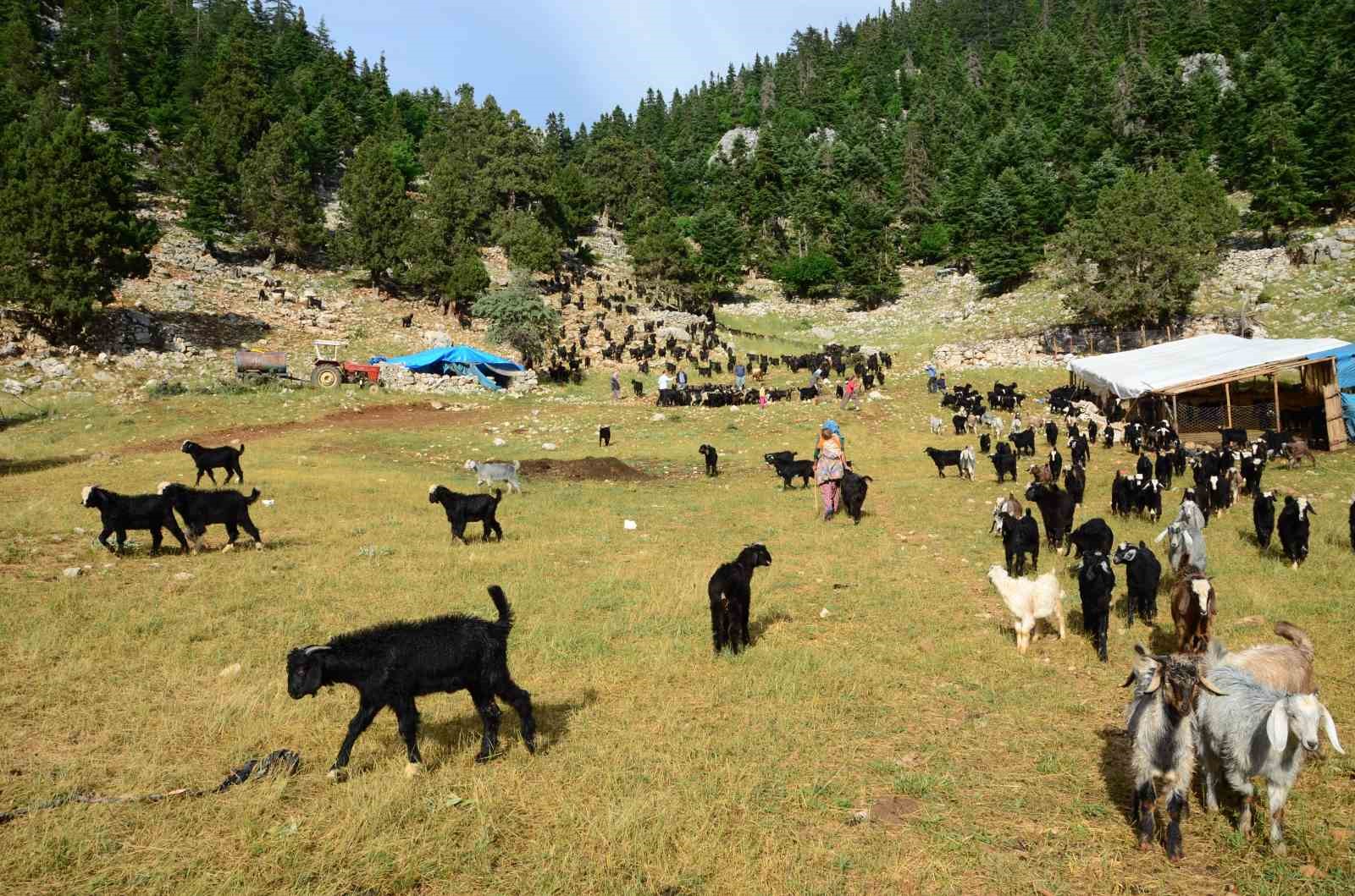 Antalya’da Yörüklerin yayladan dönüşü başladı
