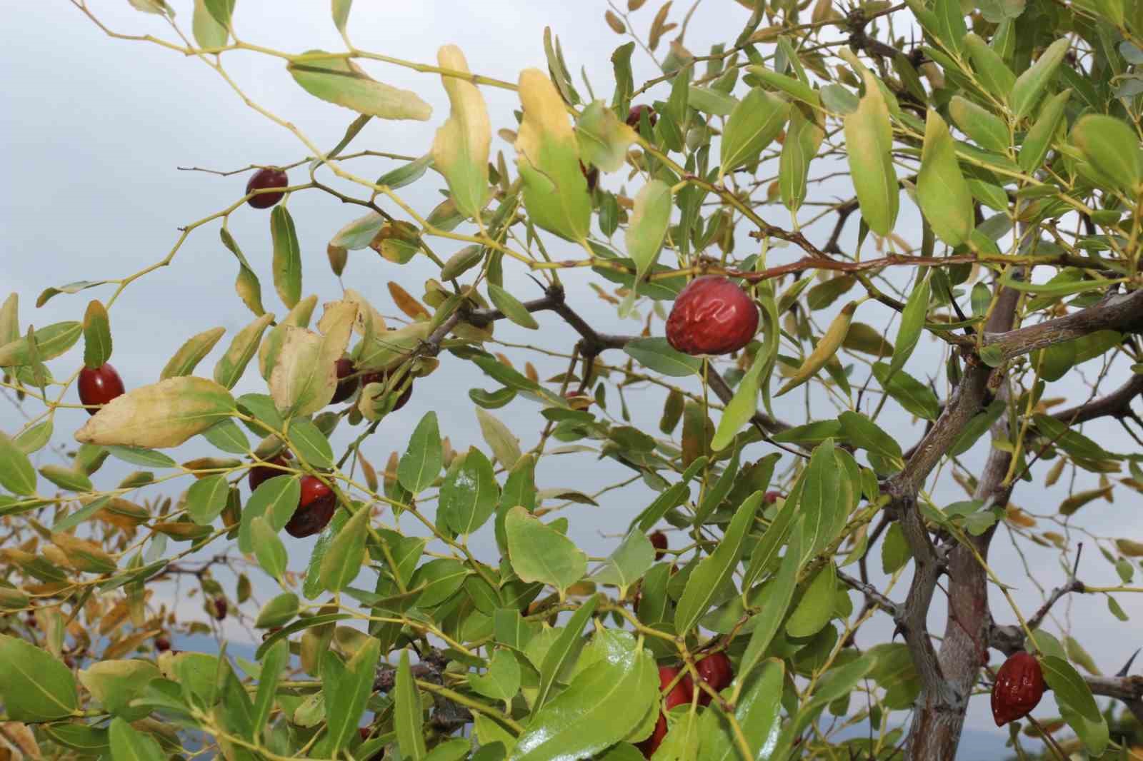 Karasal iklimde tropikal meyveler ve zeytin yetiştiriyor
