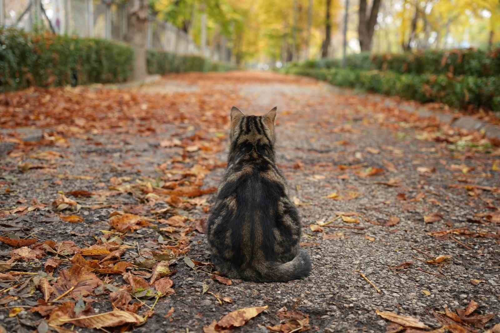 Başkent parklarında sonbahar şöleni