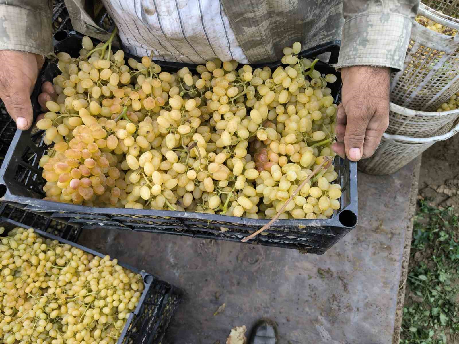 Sarıgöl’de yağmurda üzüm hasadı
