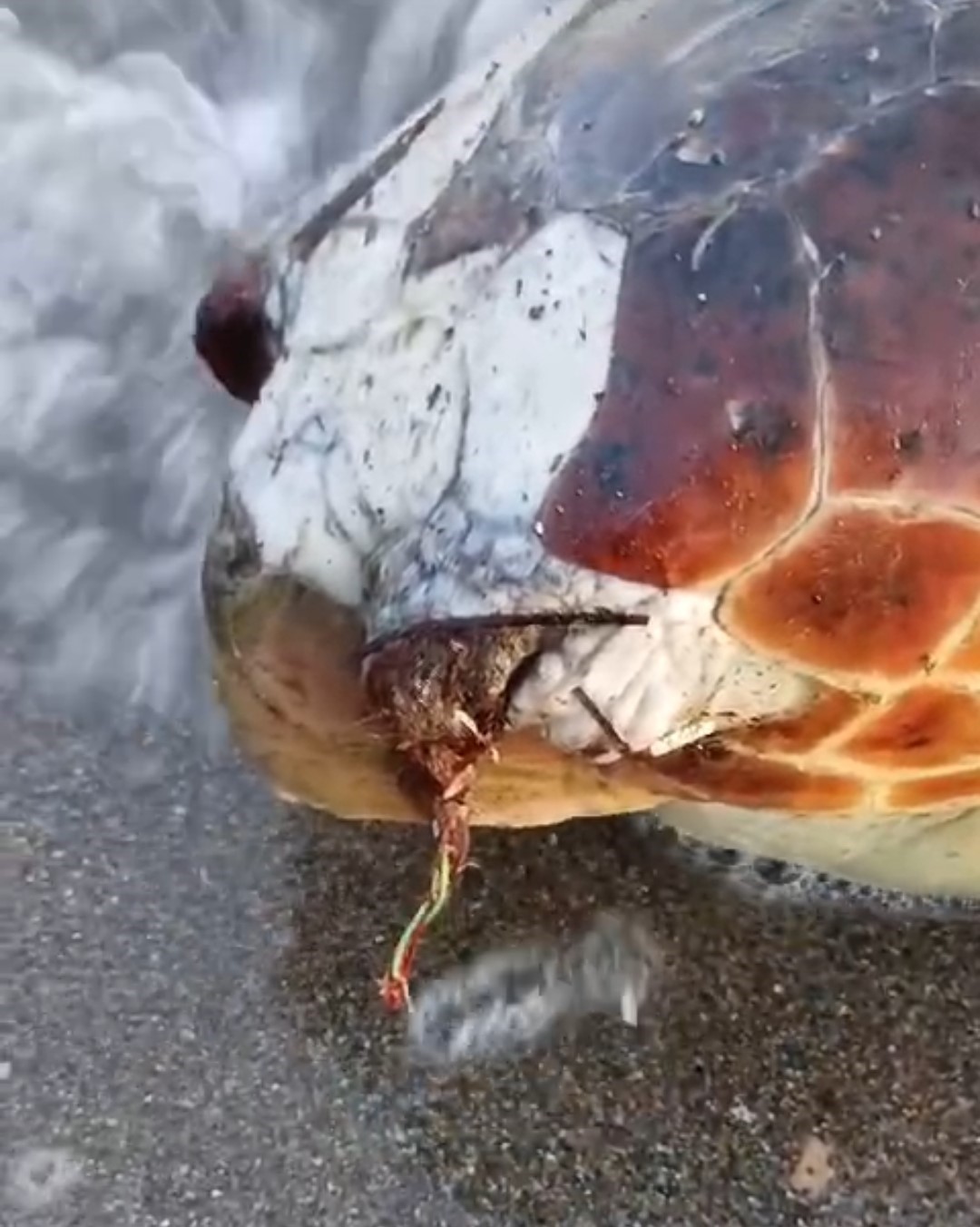 Urla&rsquo;da sahilde &ouml;l&uuml; deniz kaplumbağası bulundu
