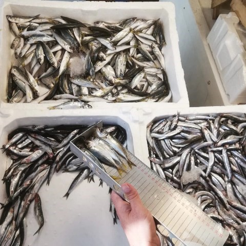 Edremit&rsquo;te tarım m&uuml;d&uuml;rl&uuml;ğ&uuml; balık&ccedil;ılara g&ouml;z a&ccedil;tırmıyor
