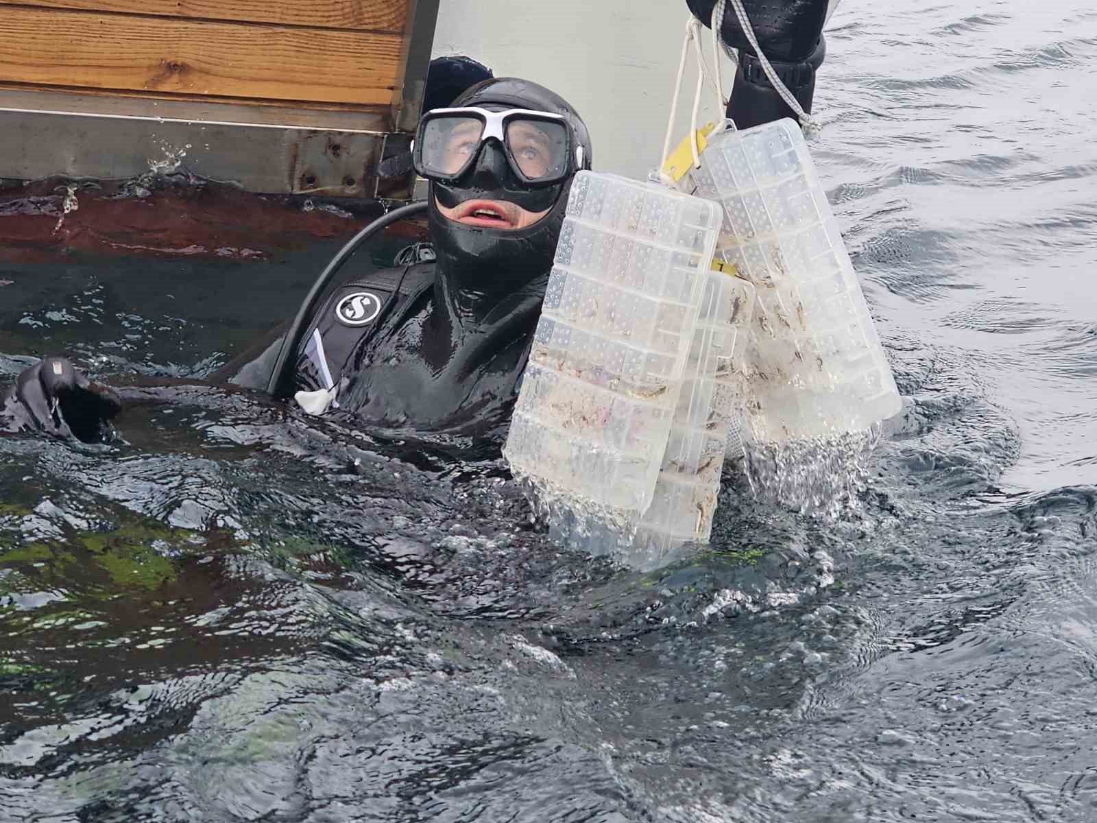 Çanakkale Savaşları’ndan kalma 109 yıllık ‘HMS Majestic’ batığına 400 ıstakoz salındı
