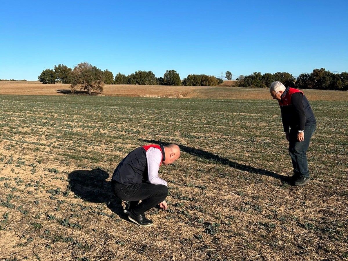 Kırklareli&rsquo;nde buğday ve kanola gelişimi inceleniyor
