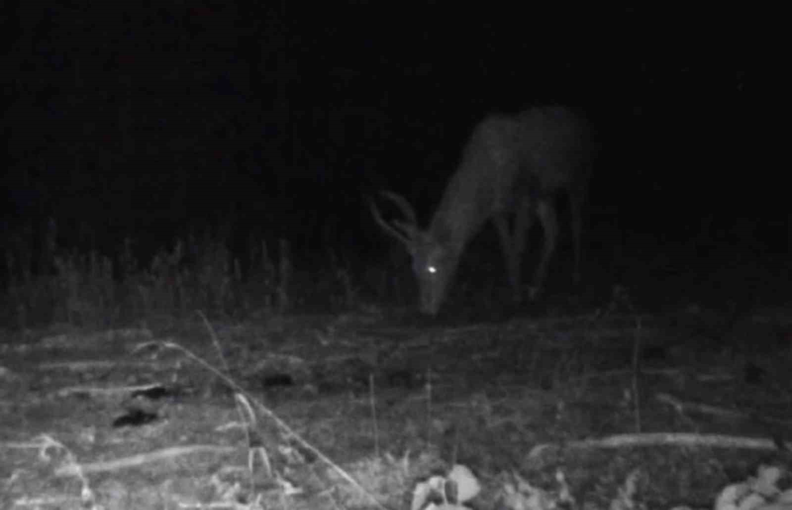 Bolu’da yaban hayatı fotokapanlara yansıdı
