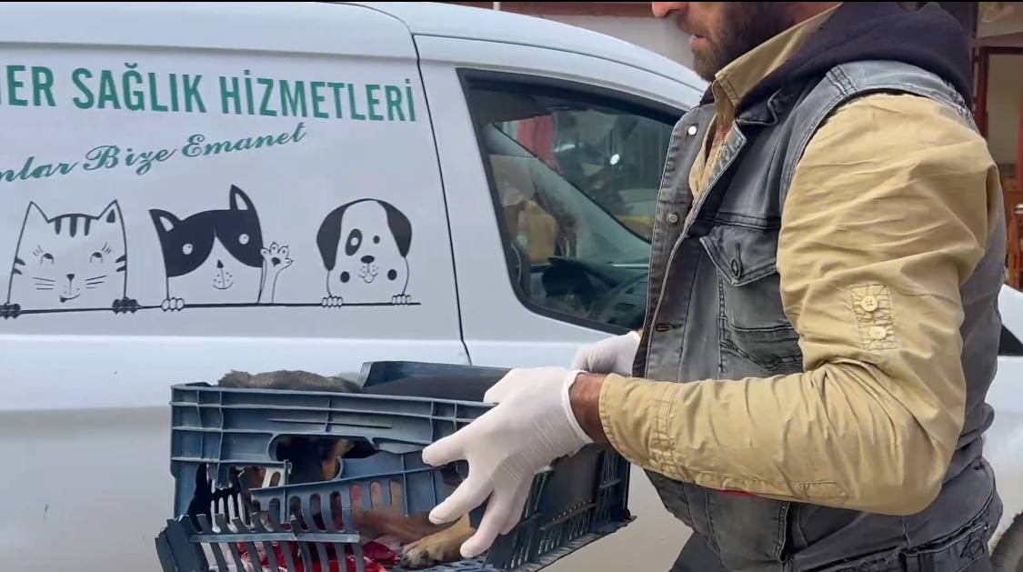 Duyarsız sürücünün çarptığı köpeğe zabıta ekipleri sahip çıktı