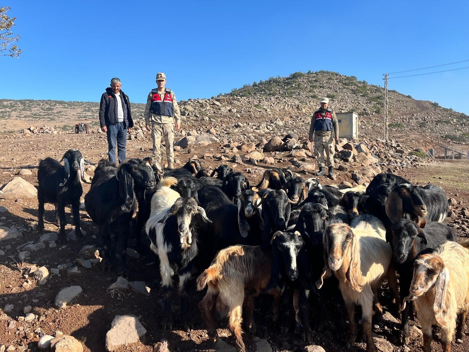 Kaybolan 28 adet k&uuml;&ccedil;&uuml;kbaşı jandarma buldu
