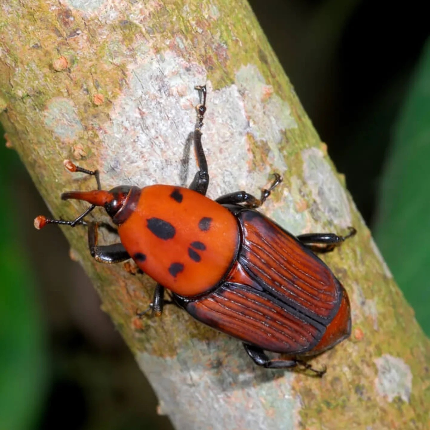 Edremit&rsquo;te kırmızı palmiye b&ouml;ceği alarmı
