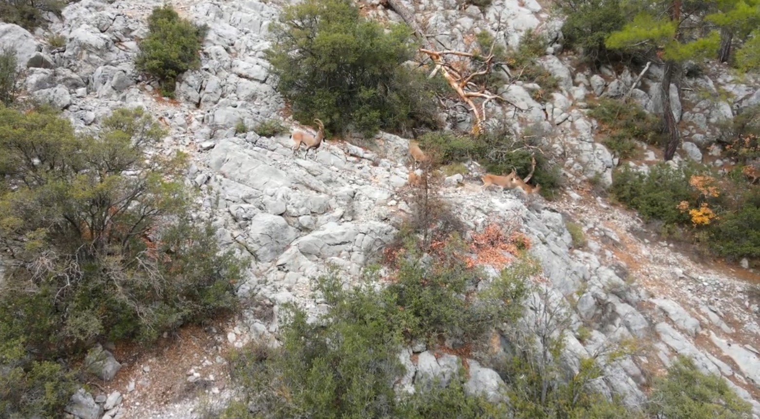 Nesli tükenme tehlikesindeki yaban keçileri, Isparta’nın sarp kayalıklarında görüntülendi
