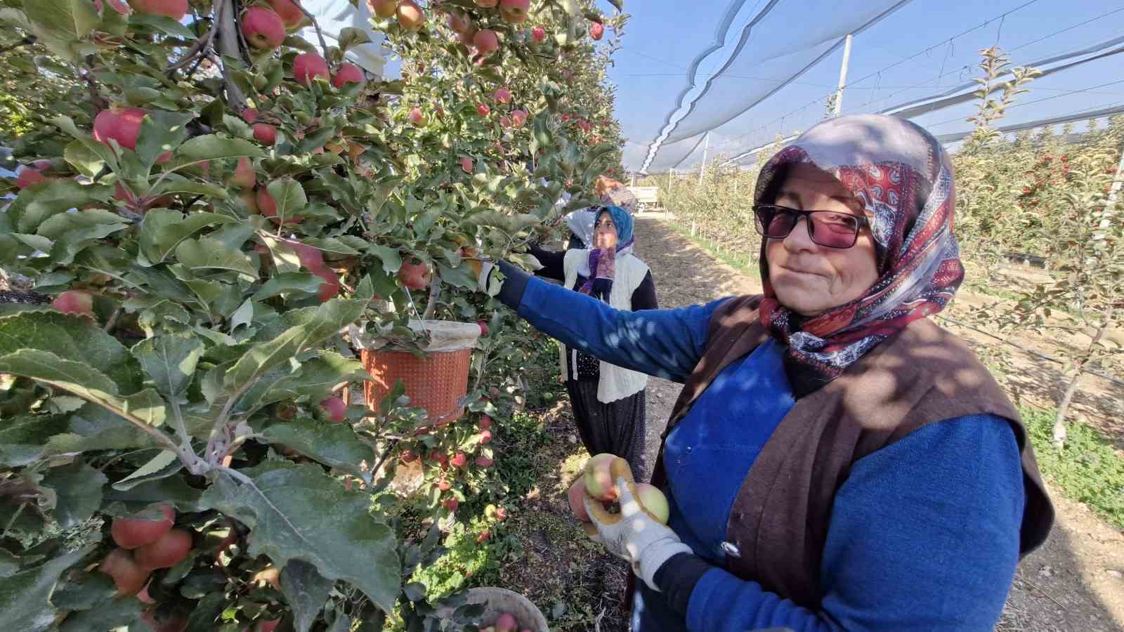 Türkiye’nin elma deposunda son hasat yapılıyor
