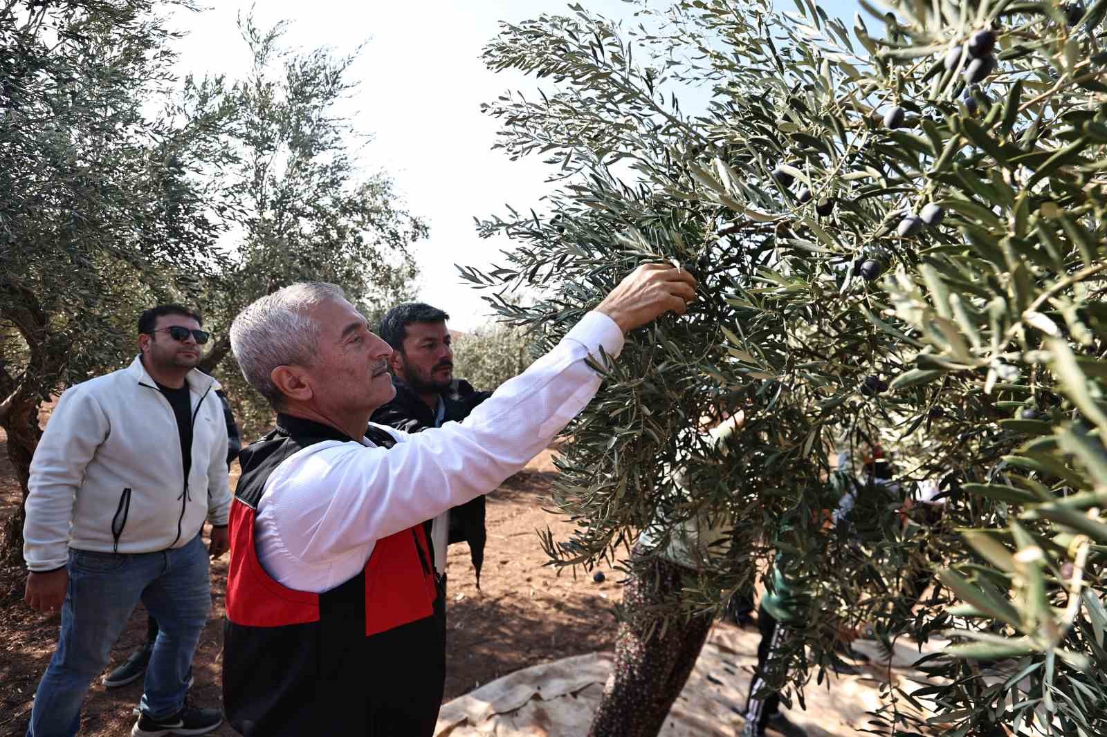 Tahmazoğlu zeytin hasadına katıldı