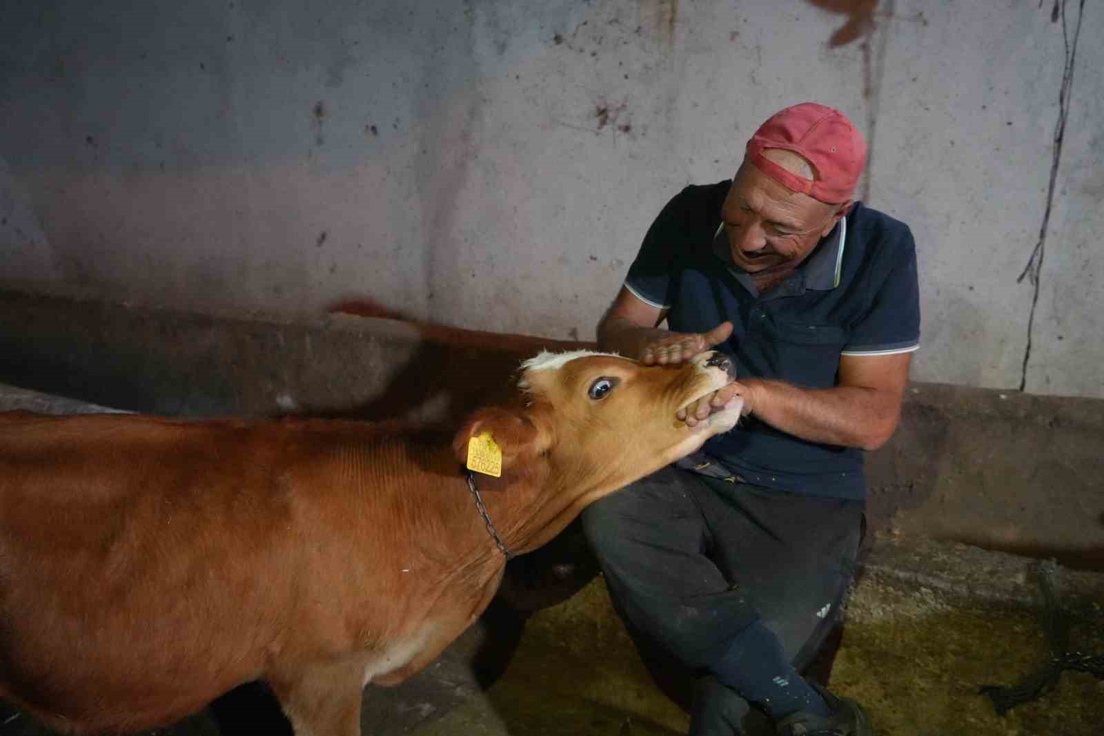 Fanatik Trabzonsporlu ikiz buzağılarına futbolcu ikiz kardeşler Şota ve Arçil’in ismini koydu