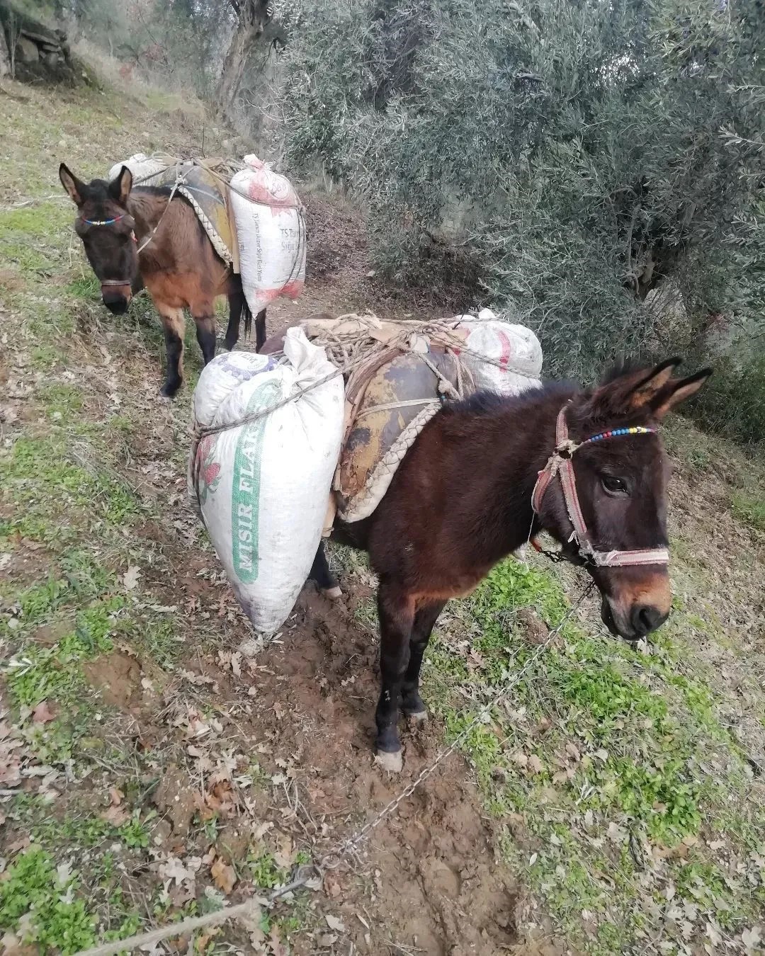 Aydın Büyükşehir Belediyesi Ilıdağlılar’ın hayatını kolaylaştırdı
