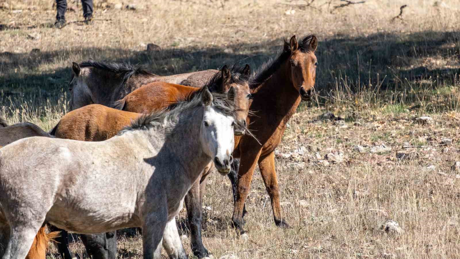 Isparta’nın Adada Antik Kenti’nde yılkı atları görsel şölen sundu