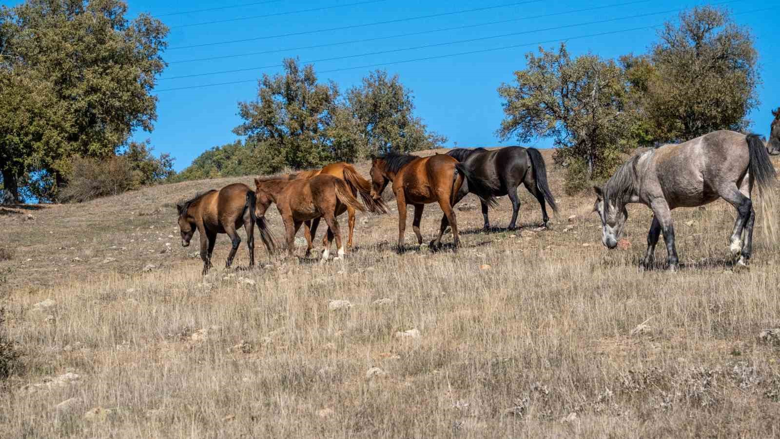 Isparta’nın Adada Antik Kenti’nde yılkı atları görsel şölen sundu
