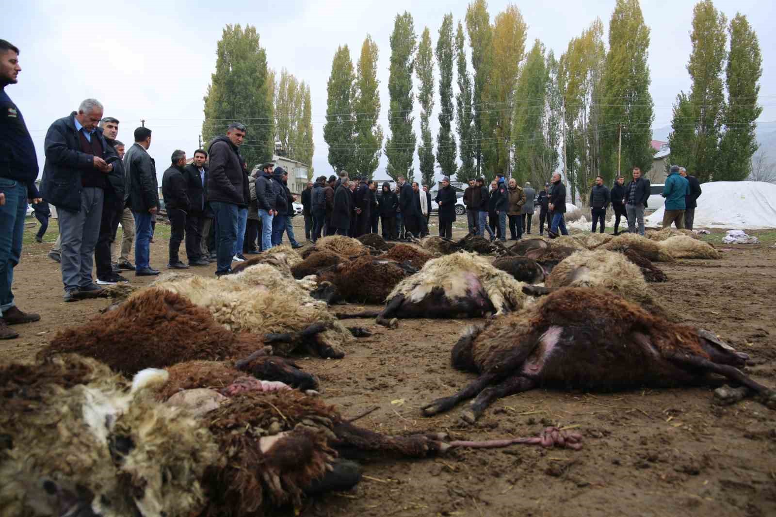 Muş’ta kurtlar koyun sürüsünü telef etti
