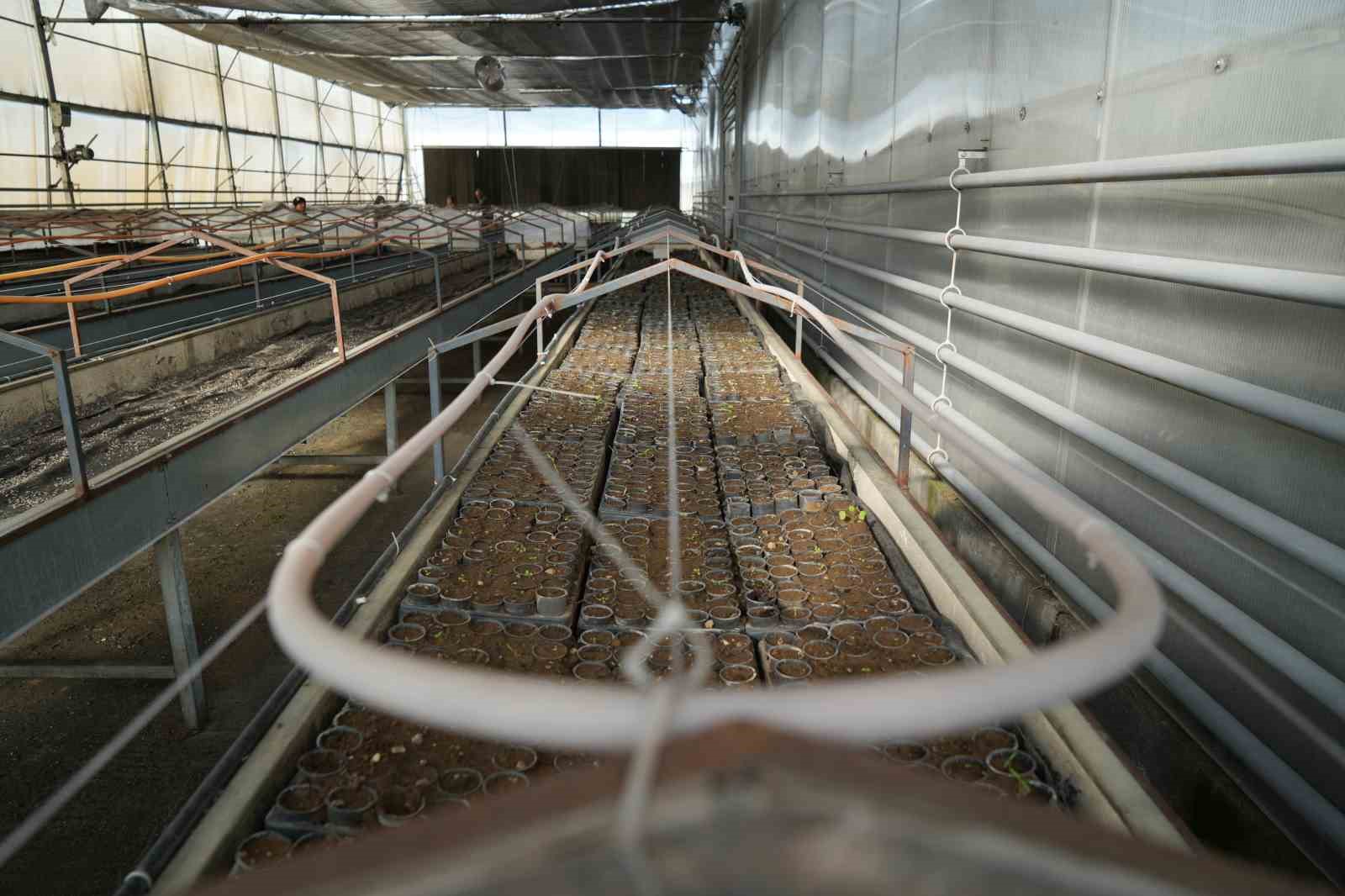 Dünyanın en pahalı mantarının fidanları Samsun’da üretiliyor
