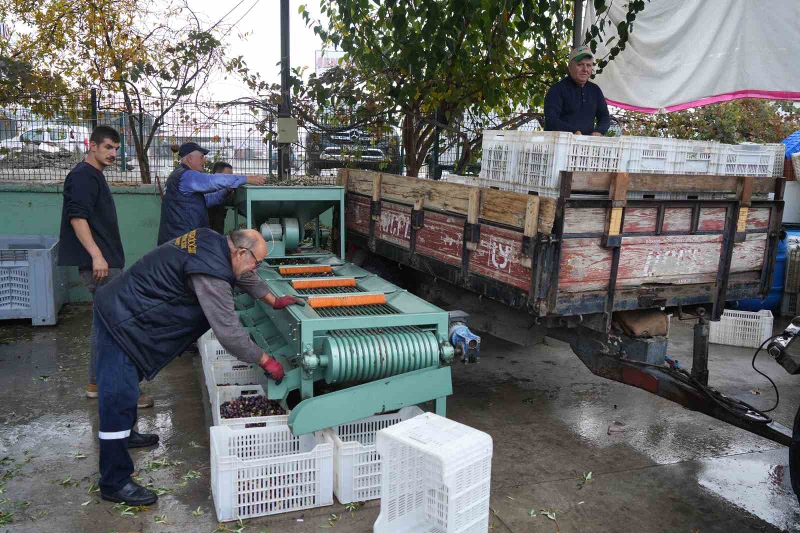 Edremit Körfezi’ndeki zeytin işletmelerinde elek mesaisi başladı
