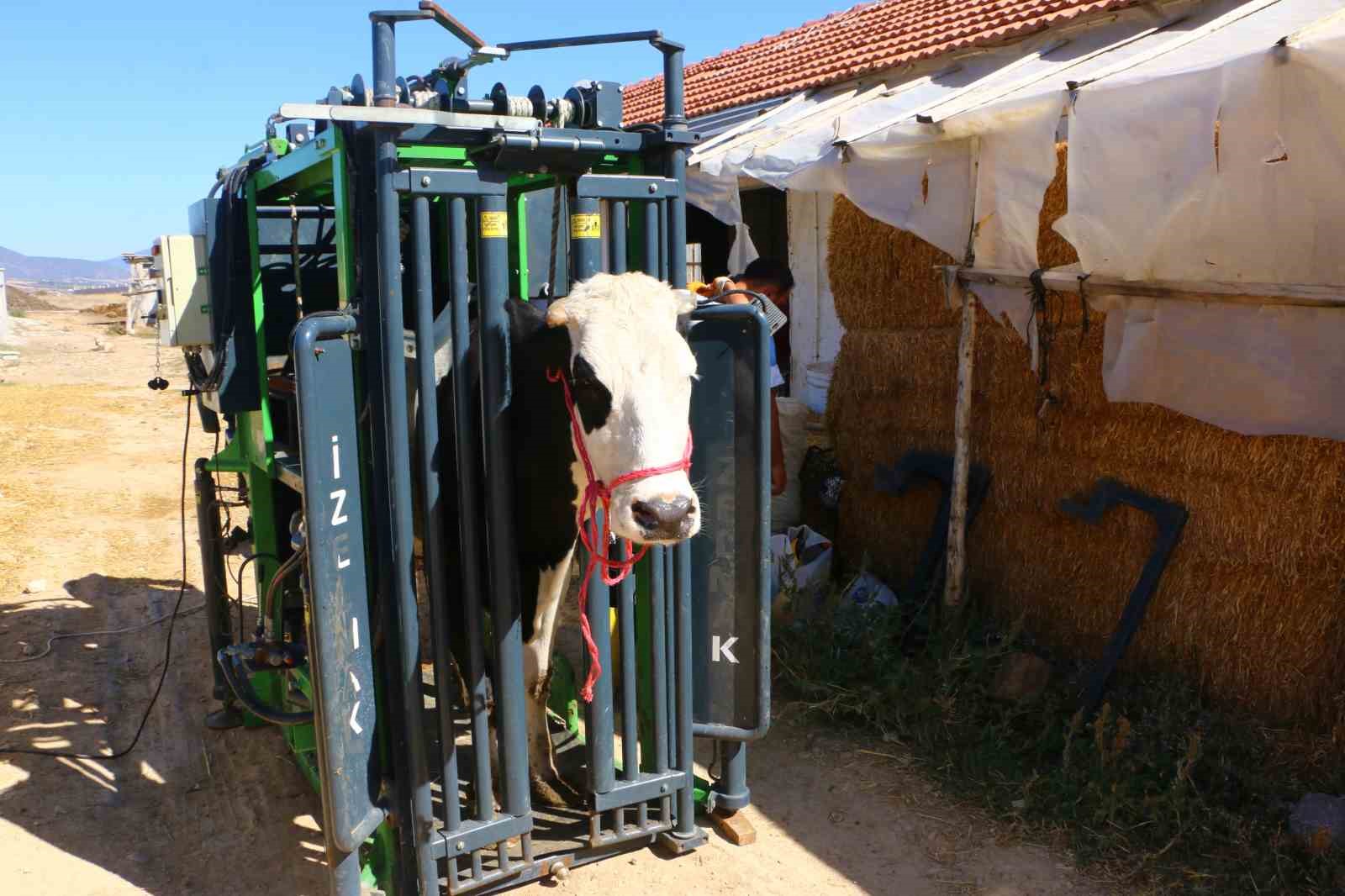 Büyükbaş hayvanların tırnak bakımı Büyükşehir’den