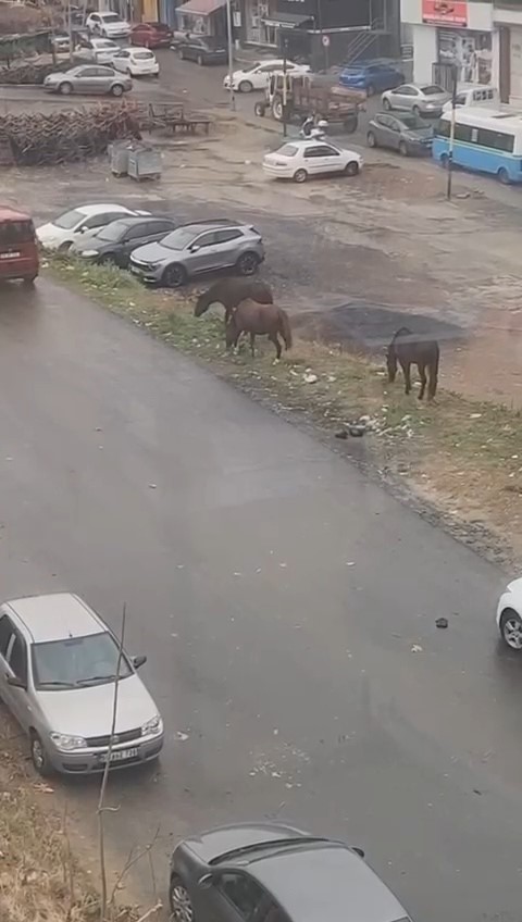 Tekirdağ’da sokaklarda gezen başıboş atlar şaşkınlığa sebep oldu
