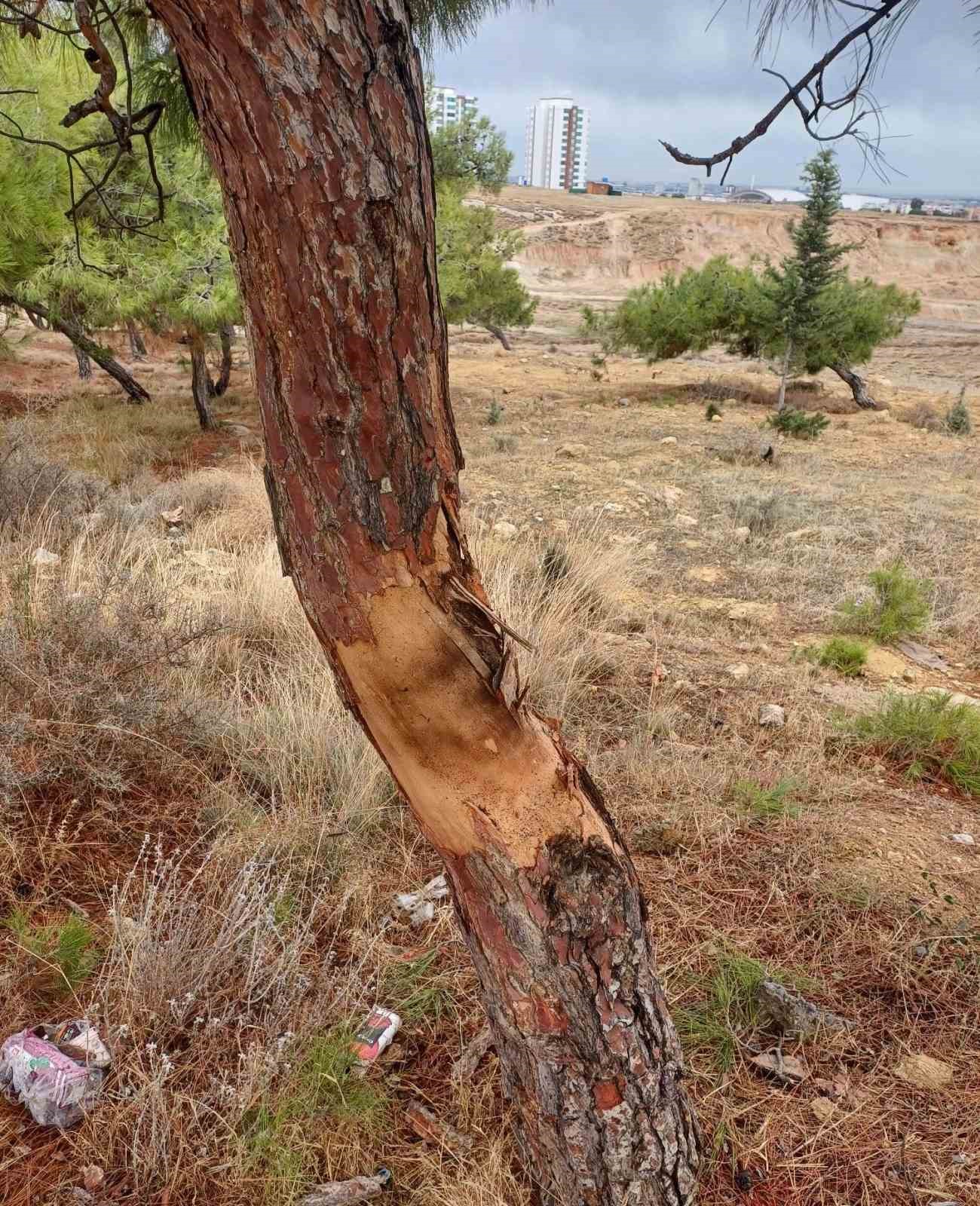 Çocukların maytapla oyunu kötü bitti: 2 yaralı
