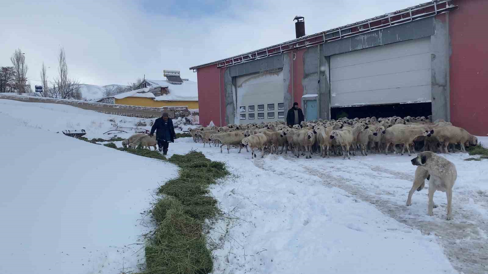 Mahsur kalan koyunlara ve çobanlara başkan sahip çıktı
