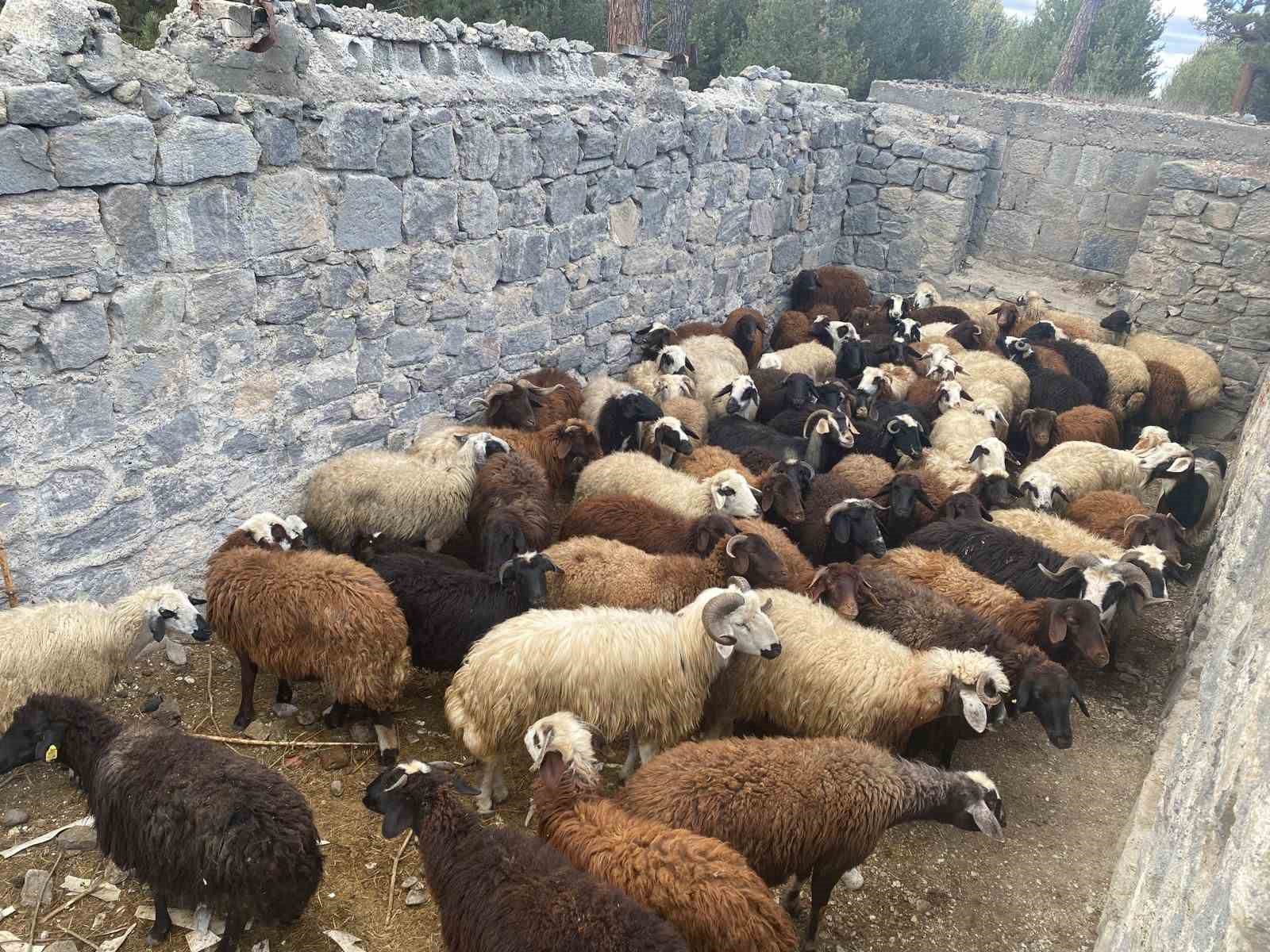 Sarıkamış’ta maskeli hırsızlar tarafından çalınan hayvanlar bulundu
