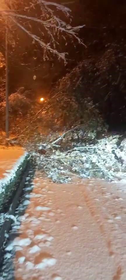 Elazığ’da fırtına ve kar ağaçları devirdi