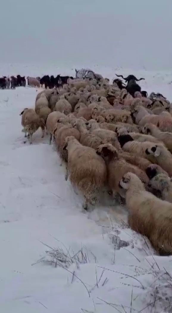 Sürü sahipleri kar ve tipiye yakalandı
