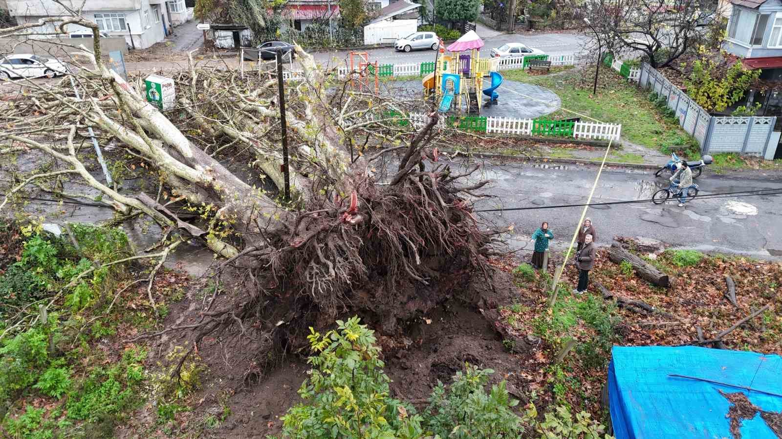 Anıt ağa&ccedil;, fırtınada yıkıldı
