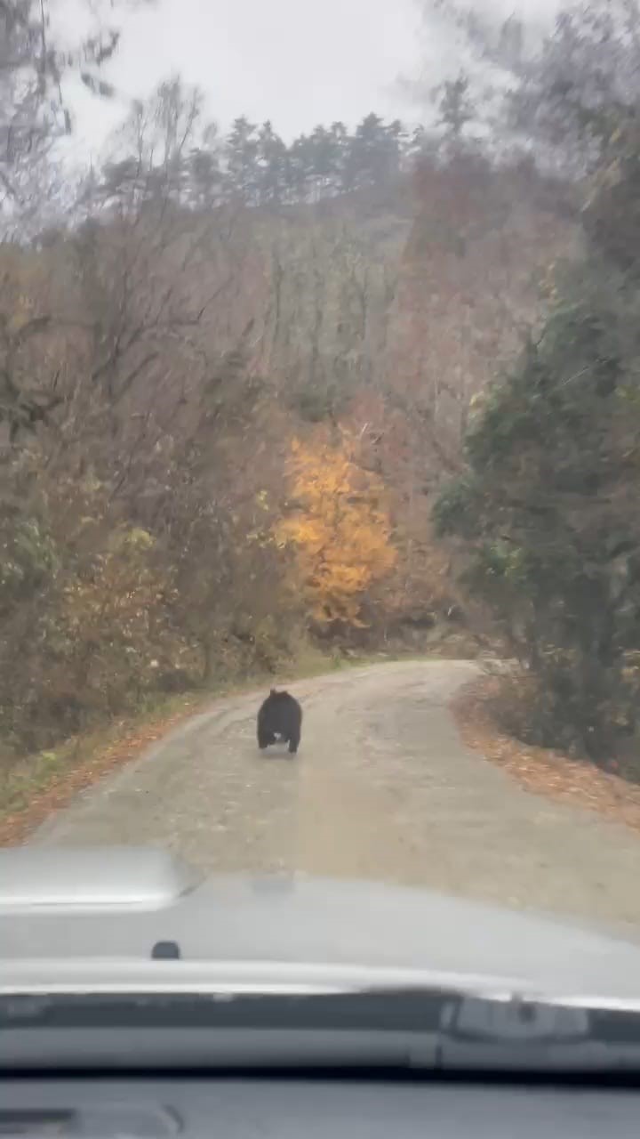 Belediye Başkanının ayı şaşkılığı
