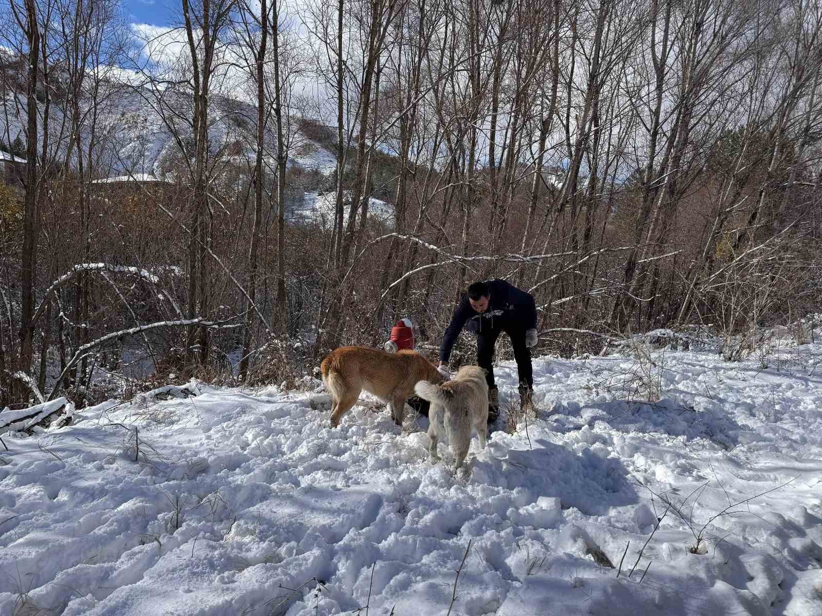 Keçiören Belediyesi, sokak hayvanlarını unutmadı