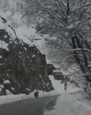 Tunceli’ye kış erken geldi, ayılar uyumayı unuttu
