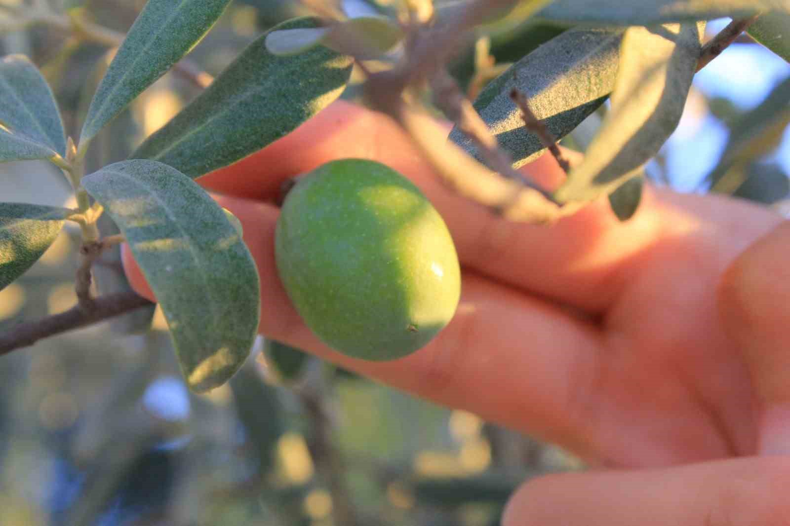 Bugün tüm dünya da "Zeytin Ağacı Günü" kutlanıyor
