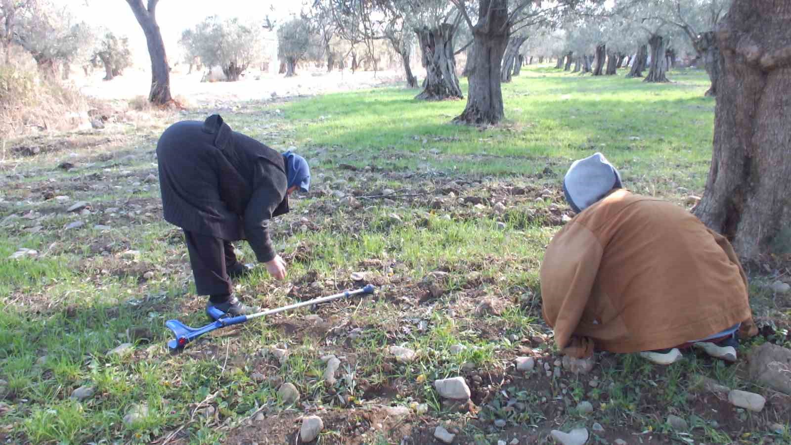 Balıkesir’de zeytini kuraklıktan sonra lodos vurdu
