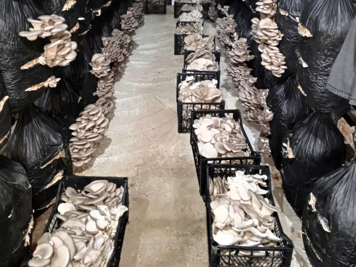 Kırklareli&rsquo;nde mantar &uuml;retimi yapan işletme denetlendi
