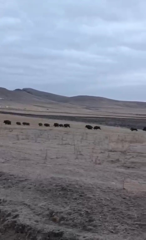 Kars&rsquo;ta domuz s&uuml;r&uuml;s&uuml; g&ouml;r&uuml;nt&uuml;lendi

