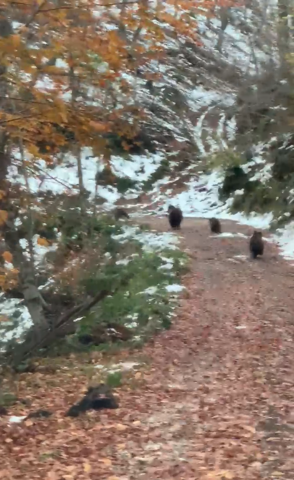 Yalova&rsquo;da boz ayı ve 3 yavrusu kameralara takıldı
