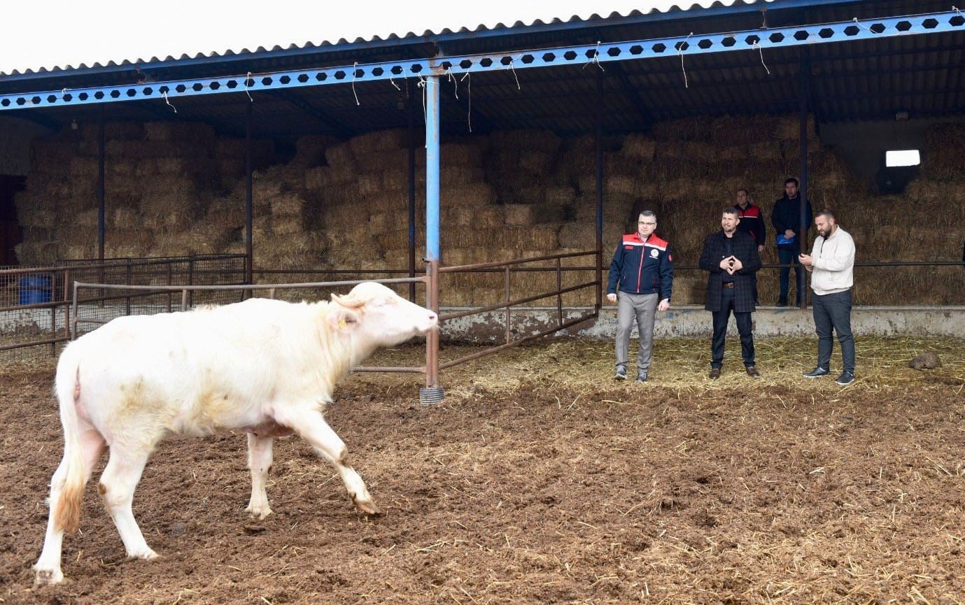 Balıkesir&rsquo;de Manda Sayısı Artmaya Devam Ediyor
